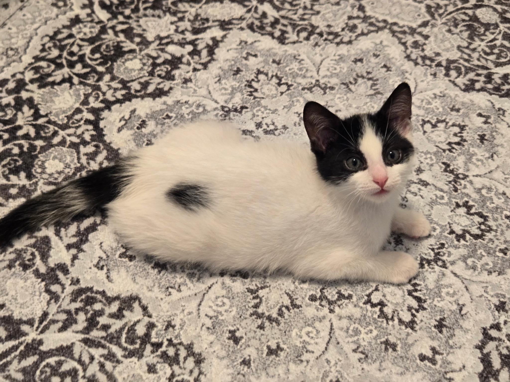 Enlarge Puffin, a Adopted Tuxedo in Brighton, MI image 5/6