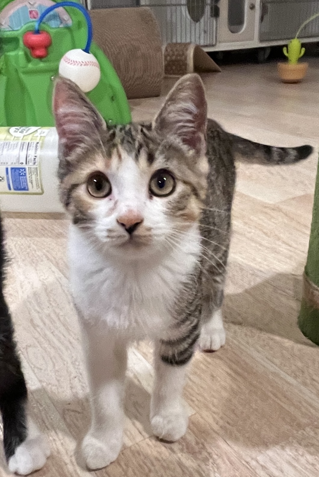 Enlarge Ember, a Adopted Domestic Short Hair in Schenectady, NY image 4/4