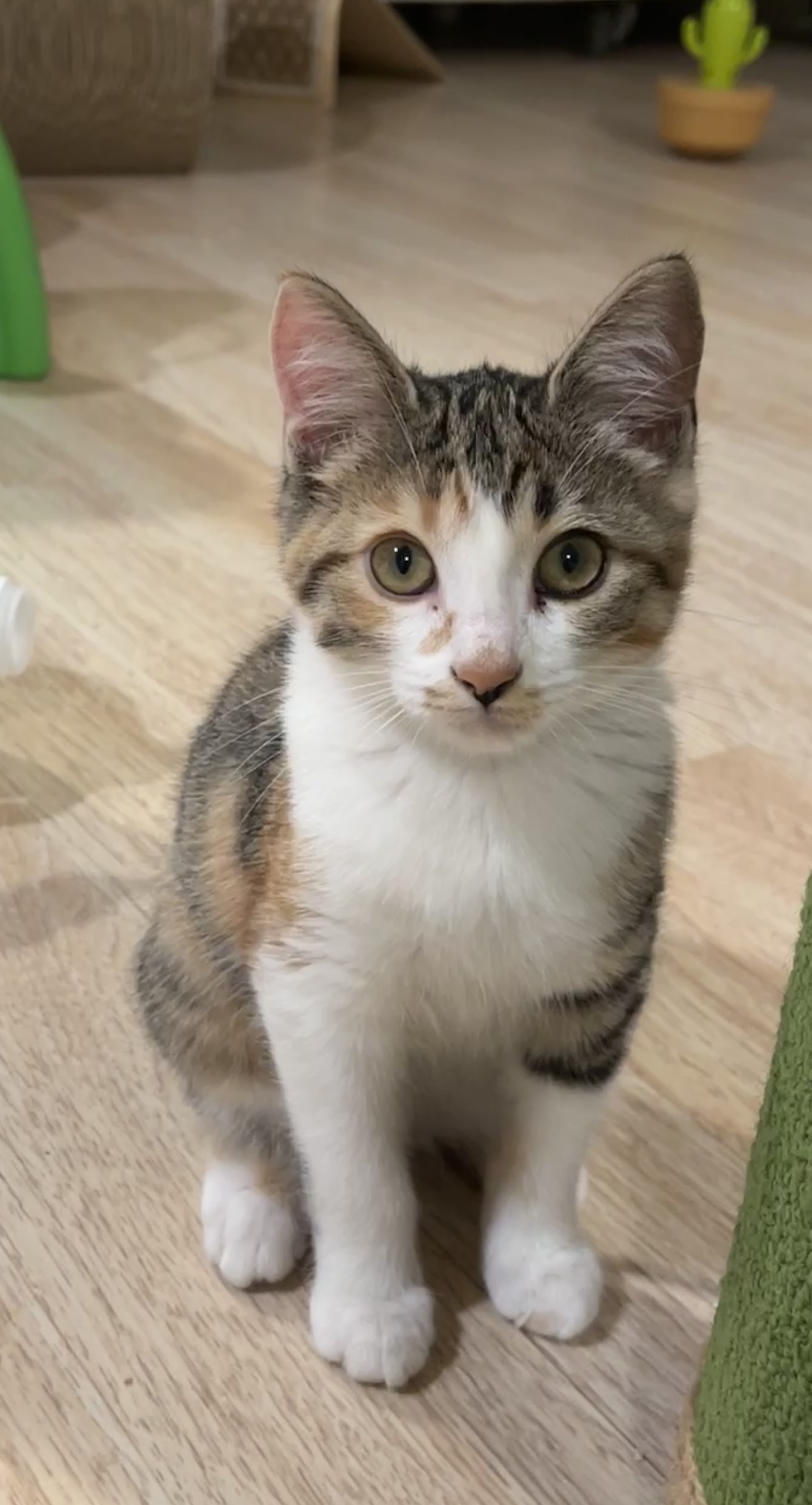 Enlarge Ember, a Adopted Domestic Short Hair in Schenectady, NY image 3/4