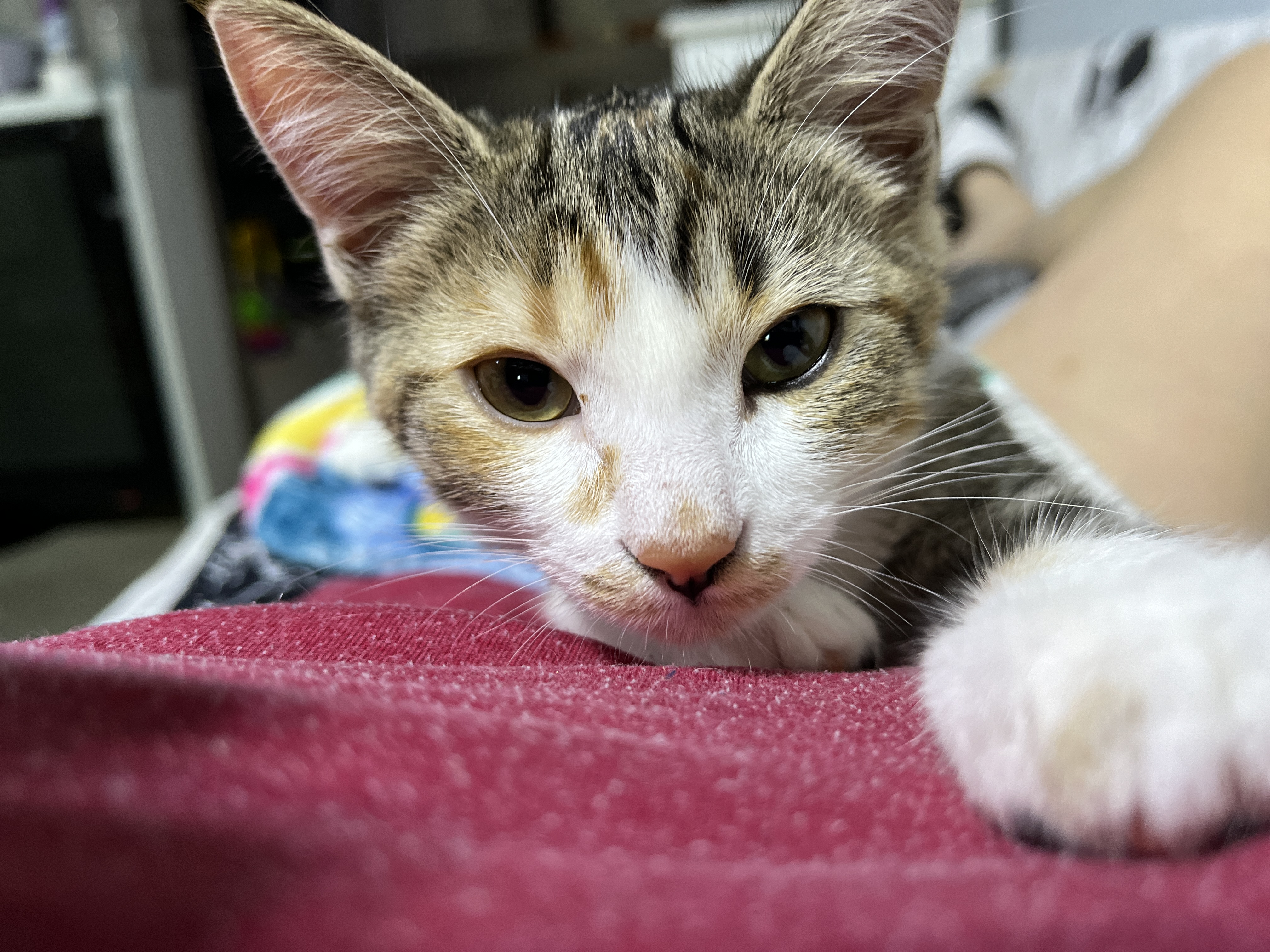 Enlarge Ember, a Adopted Domestic Short Hair in Schenectady, NY image 1/4