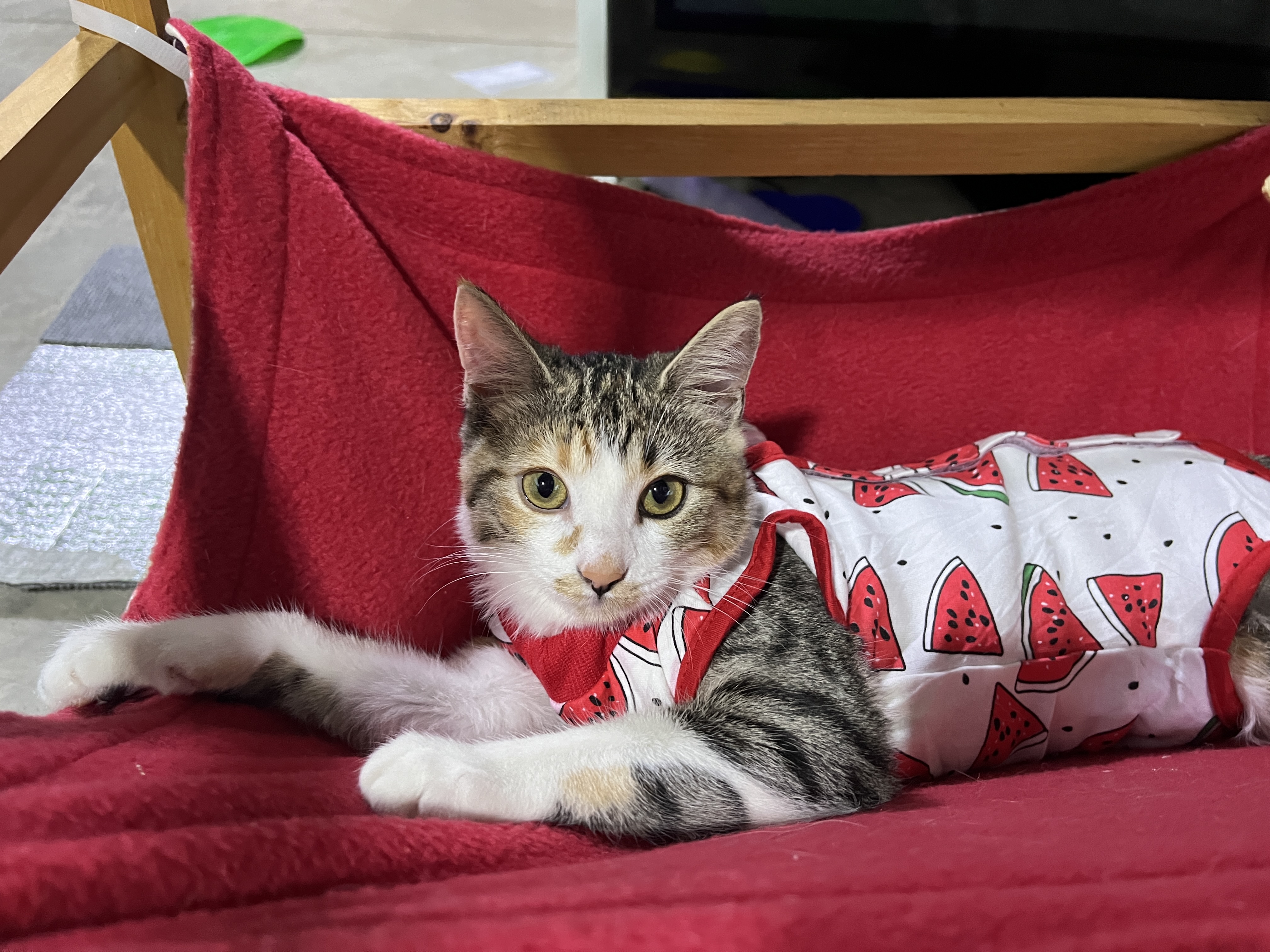 Enlarge Ember, a Adopted Domestic Short Hair in Schenectady, NY image 2/4