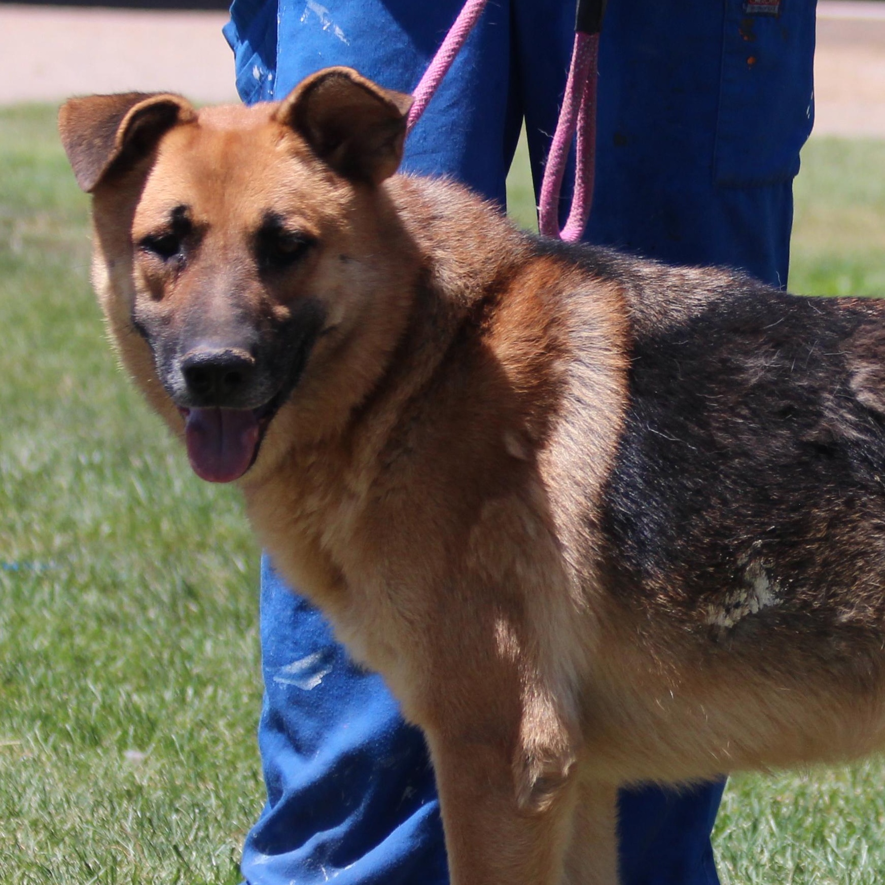 Beau, an adoptable German Shepherd Dog, Black Labrador Retriever in Pearce, AZ, 85625 | Photo Image 4