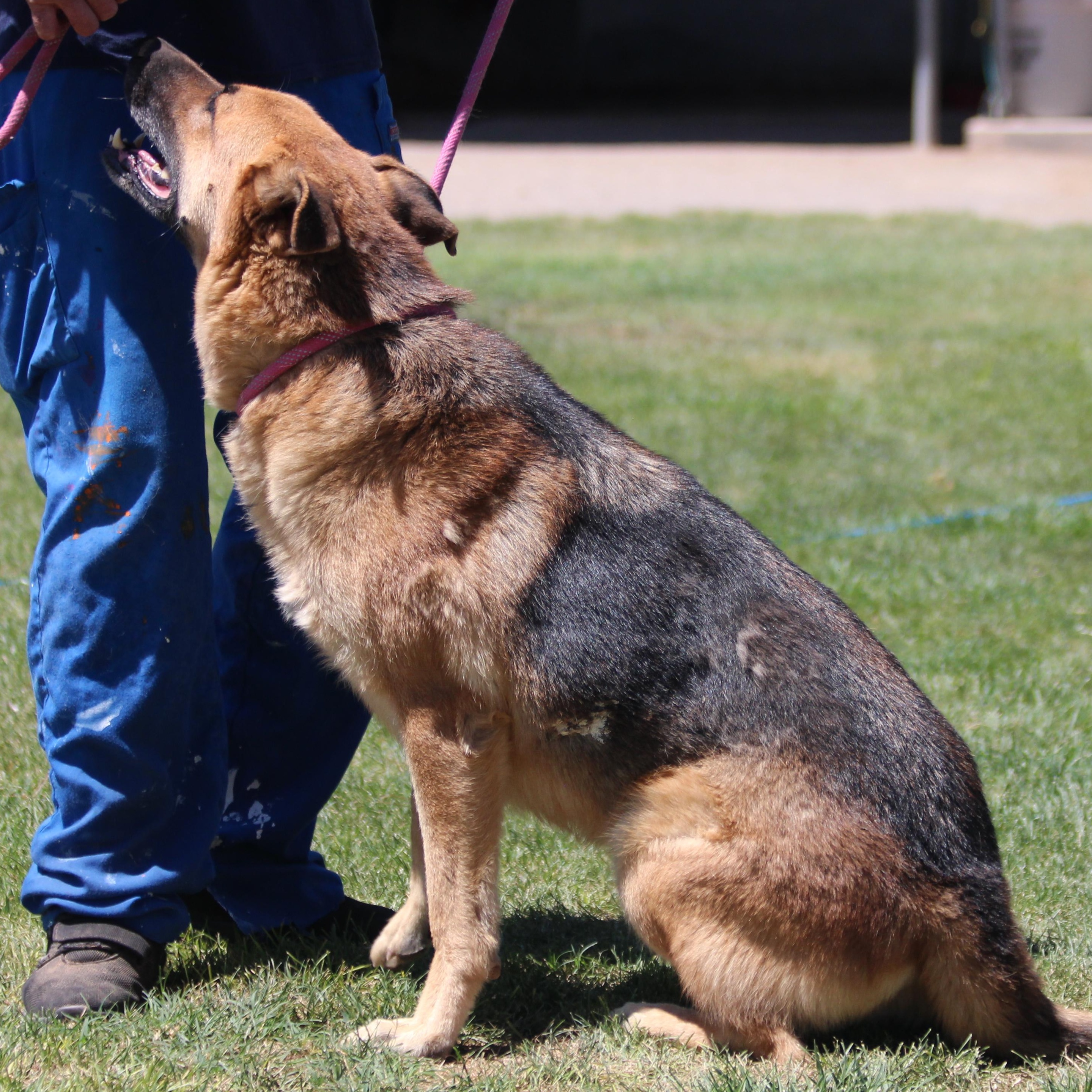 Beau, an adoptable German Shepherd Dog, Black Labrador Retriever in Pearce, AZ, 85625 | Photo Image 2