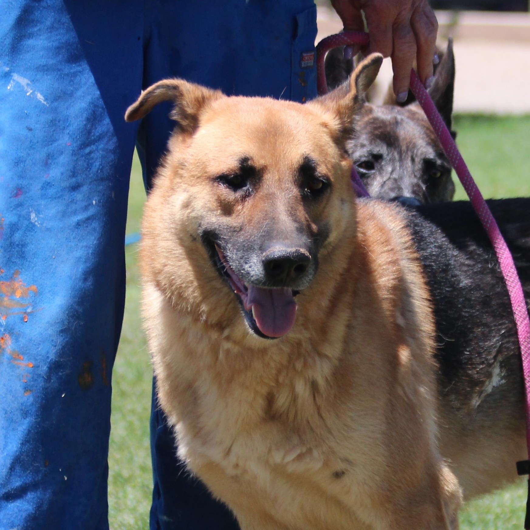 Beau, a Adoptable mixed breed in Pearce, AZ image 4/4