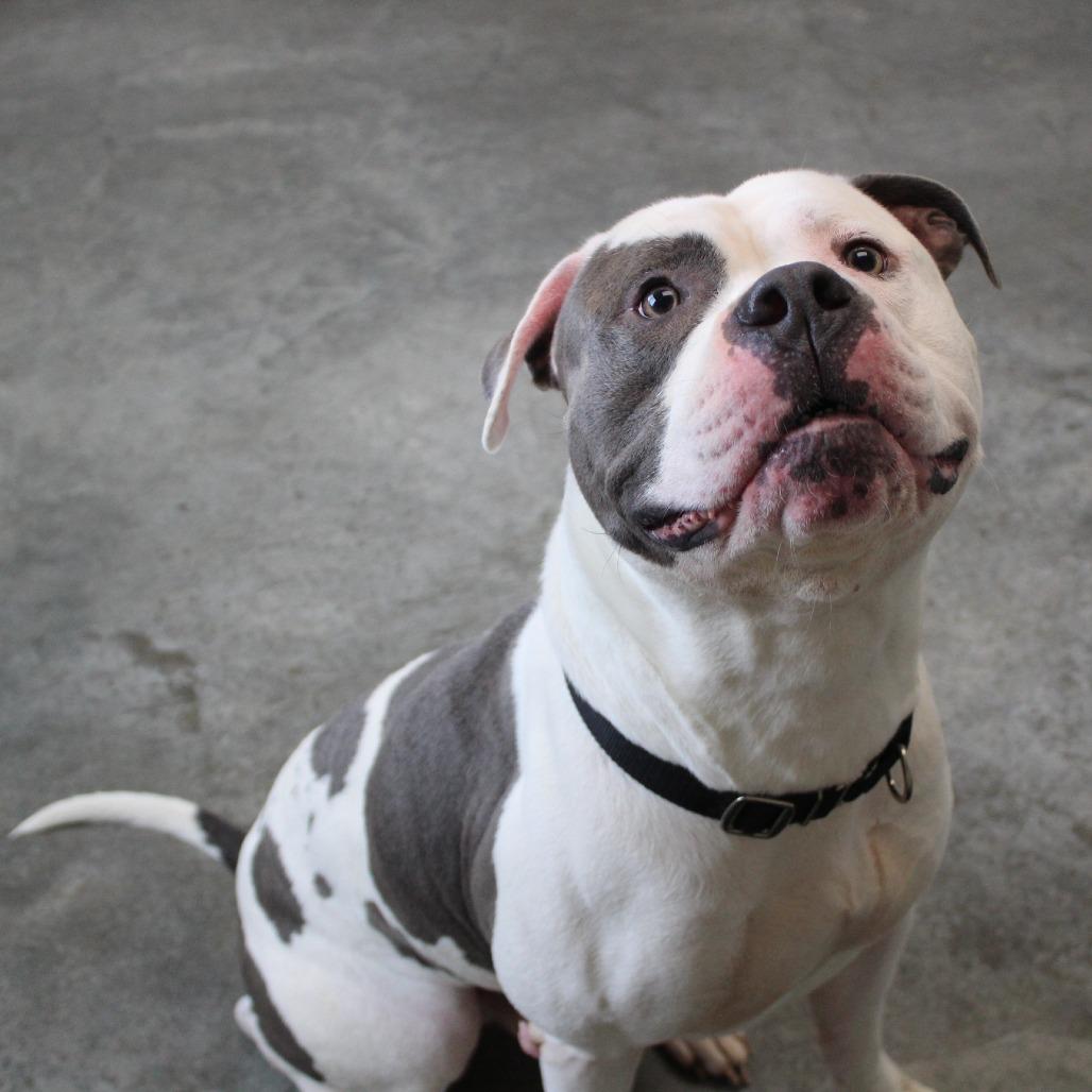 Enlarge Duke, a Adoptable mixed breed in Melbourne, KY image 1/6