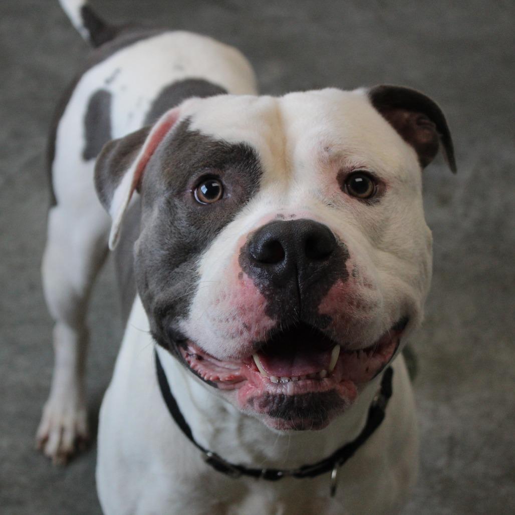 Enlarge Duke, a Adoptable mixed breed in Melbourne, KY image 2/6