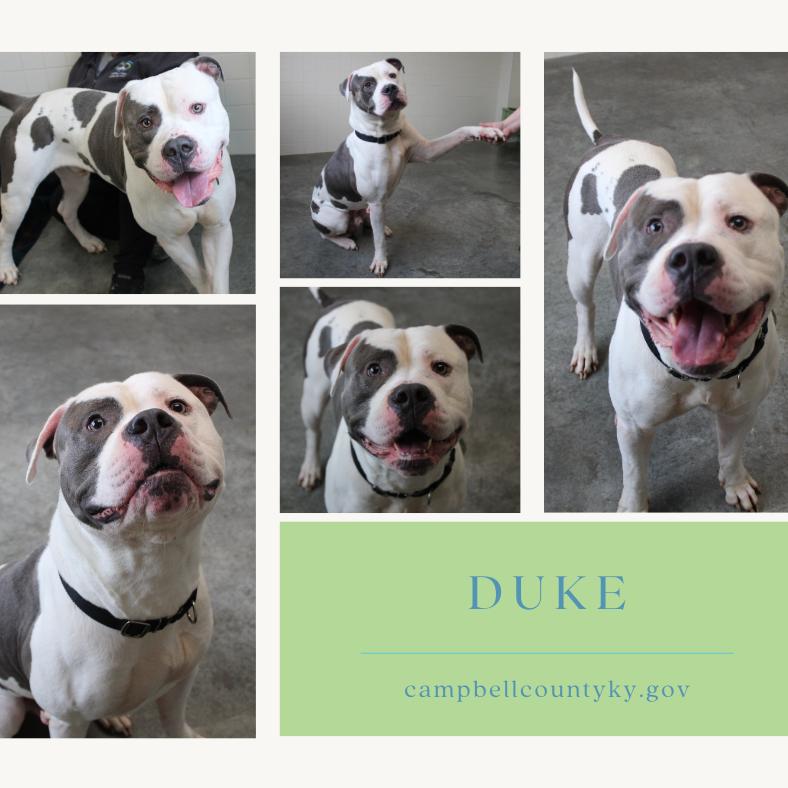 Enlarge Duke, a Adoptable mixed breed in Melbourne, KY image 5/6