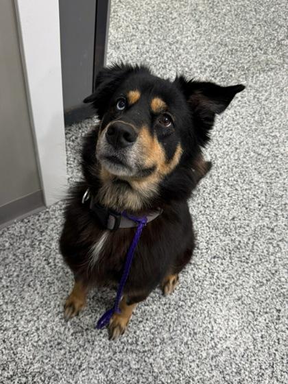 Enlarge Sasha, a Adoptable mixed breed in Vincennes, IN image 1/1