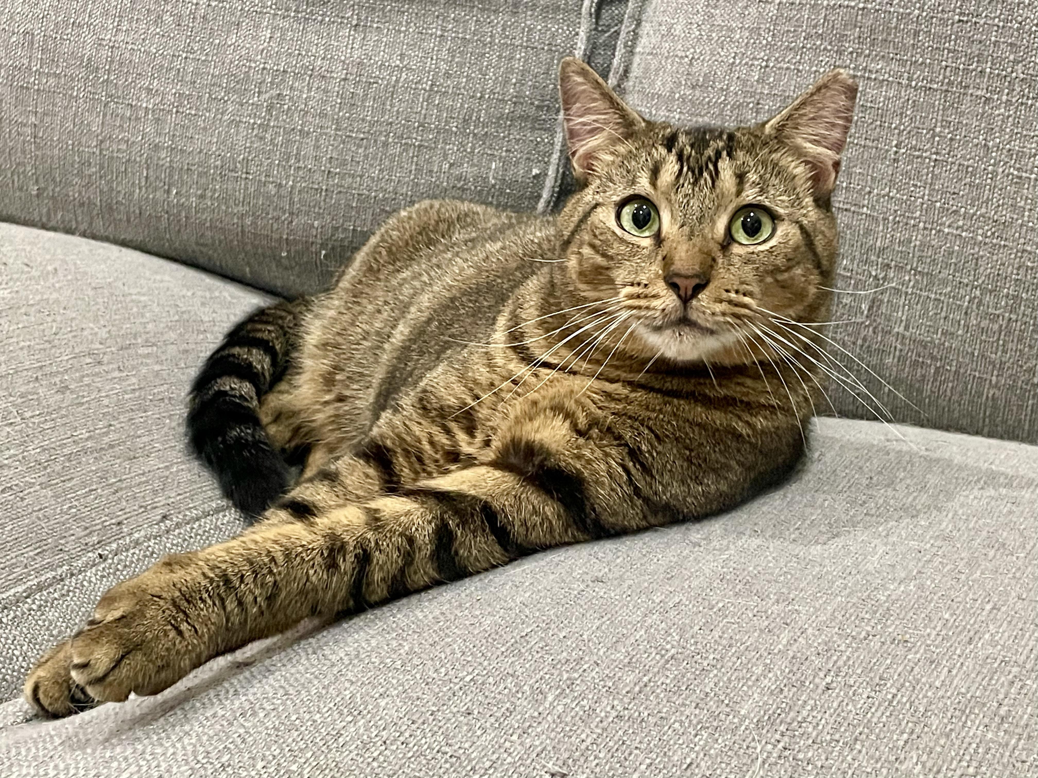 Enlarge Kitty Witty, a ADOPTABLE Tabby in Hartford, CT image 4/6