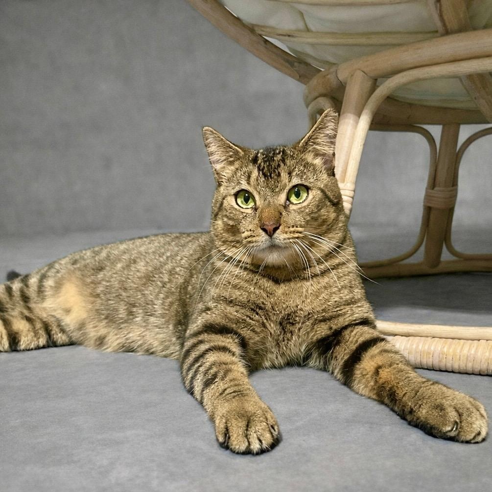 Enlarge Kitty Witty, a ADOPTABLE Tabby in Hartford, CT image 1/6