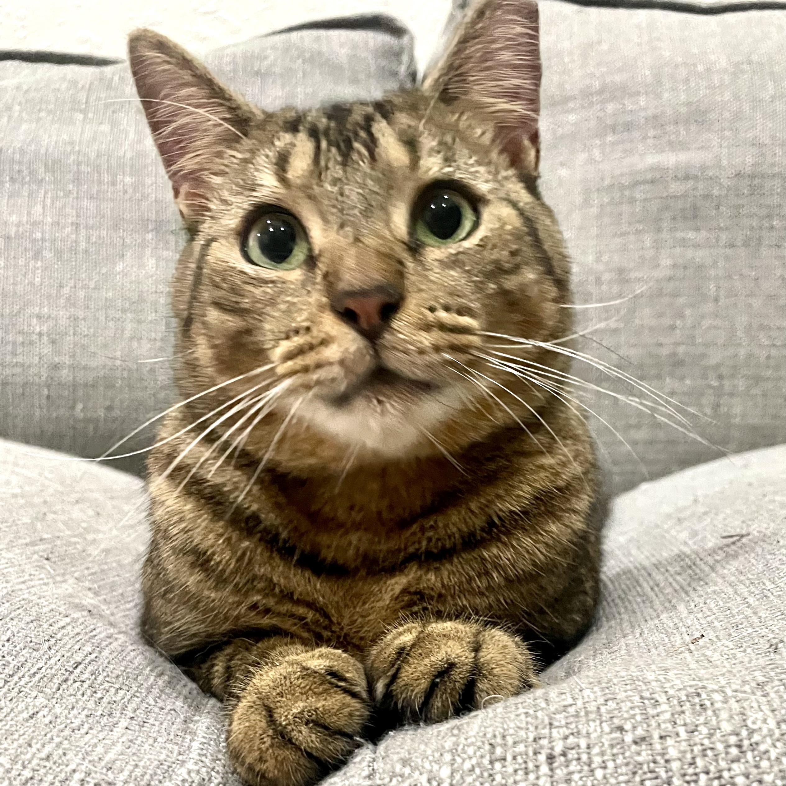 Kitty Witty, ADOPTABLE, Young Male Tabby.