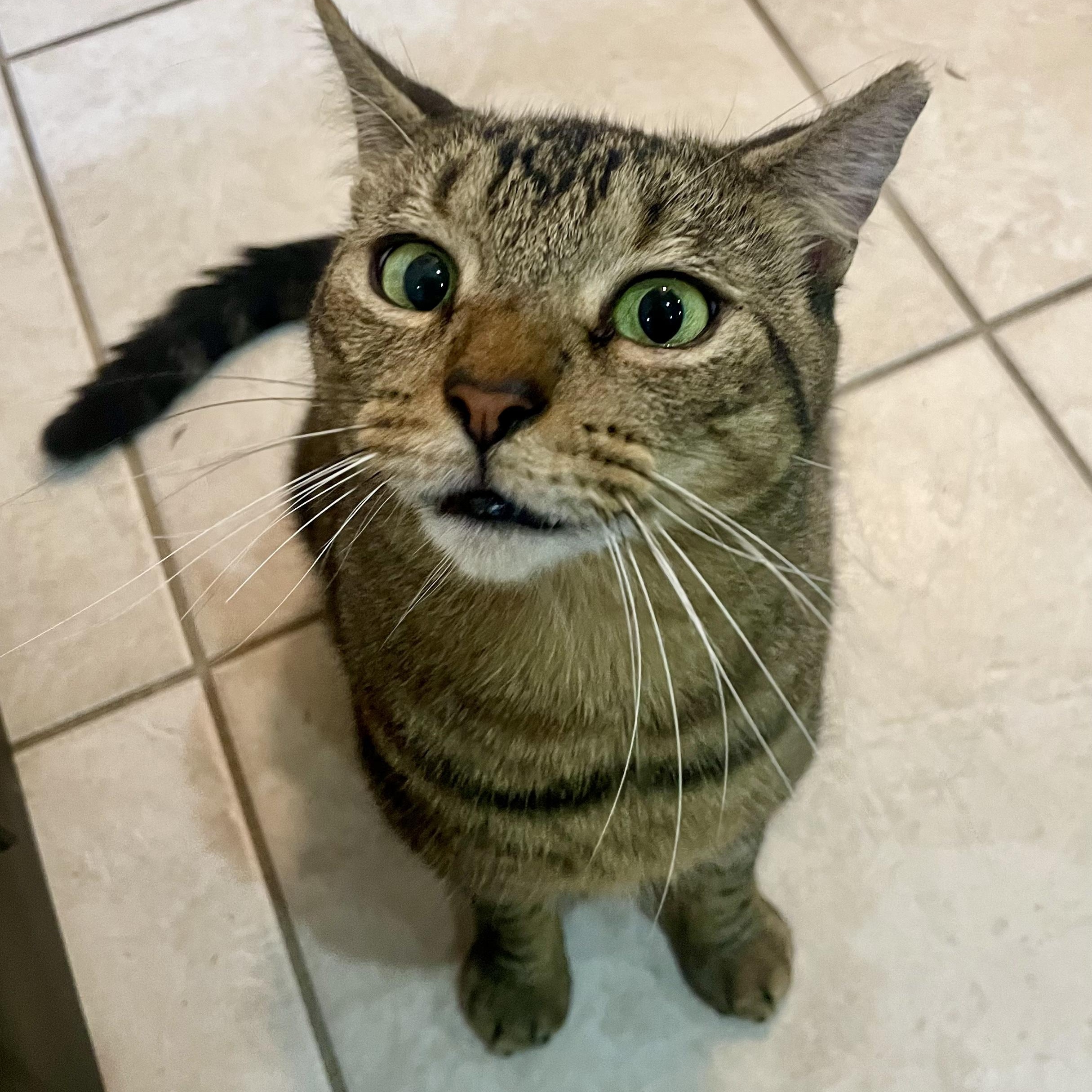 Enlarge Kitty Witty, a ADOPTABLE Tabby in Hartford, CT image 3/6