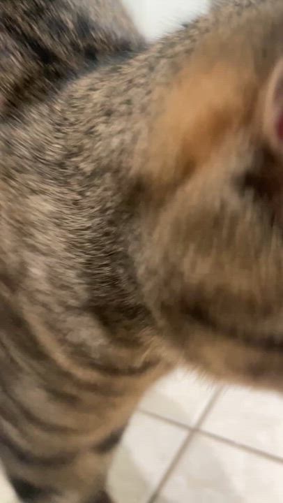 Enlarge Kitty Witty, a ADOPTABLE Tabby in Hartford, CT video 5/6