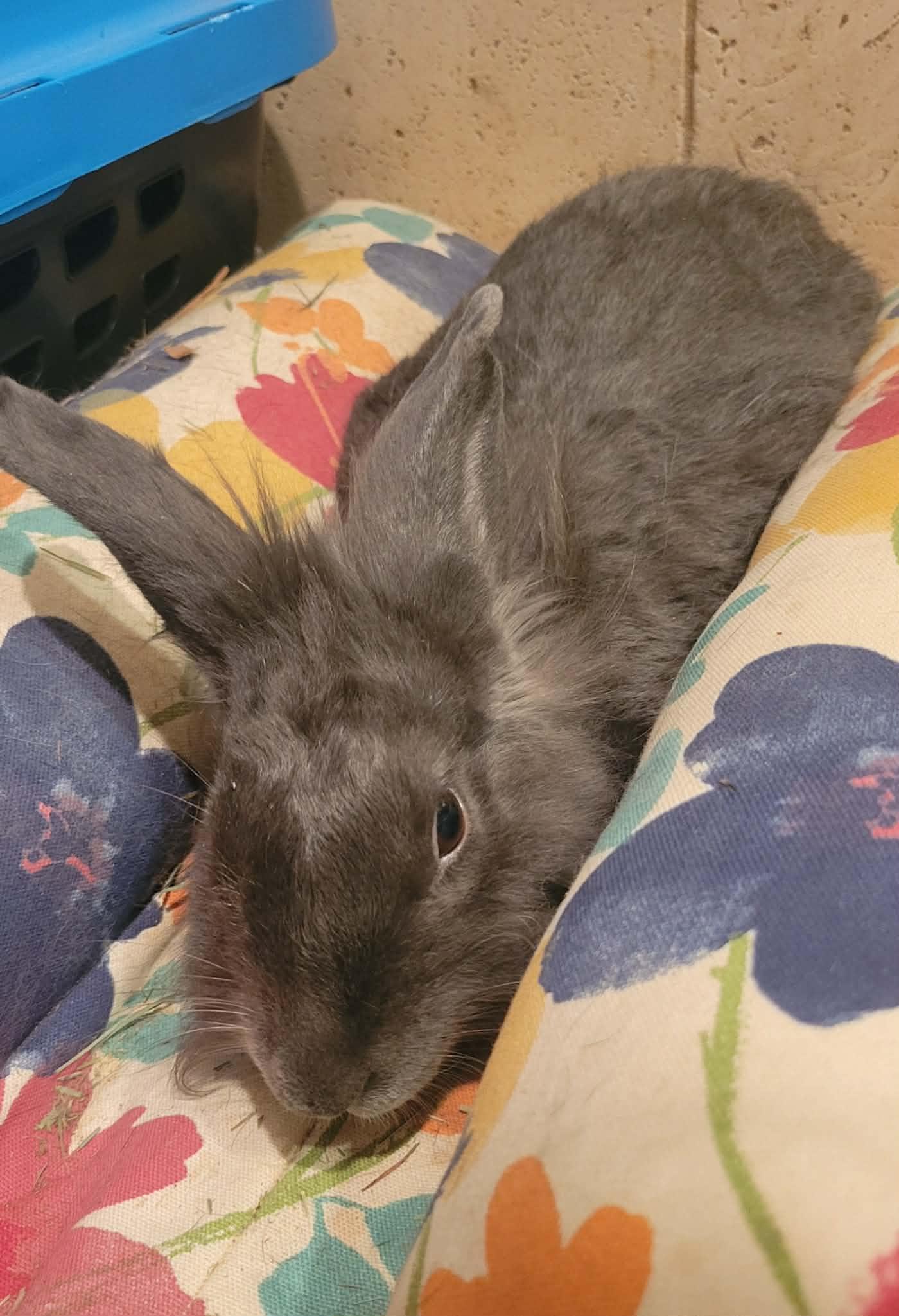 Enlarge Stormy, a Adoptable Lionhead in Sauk Village, IL image 2/2