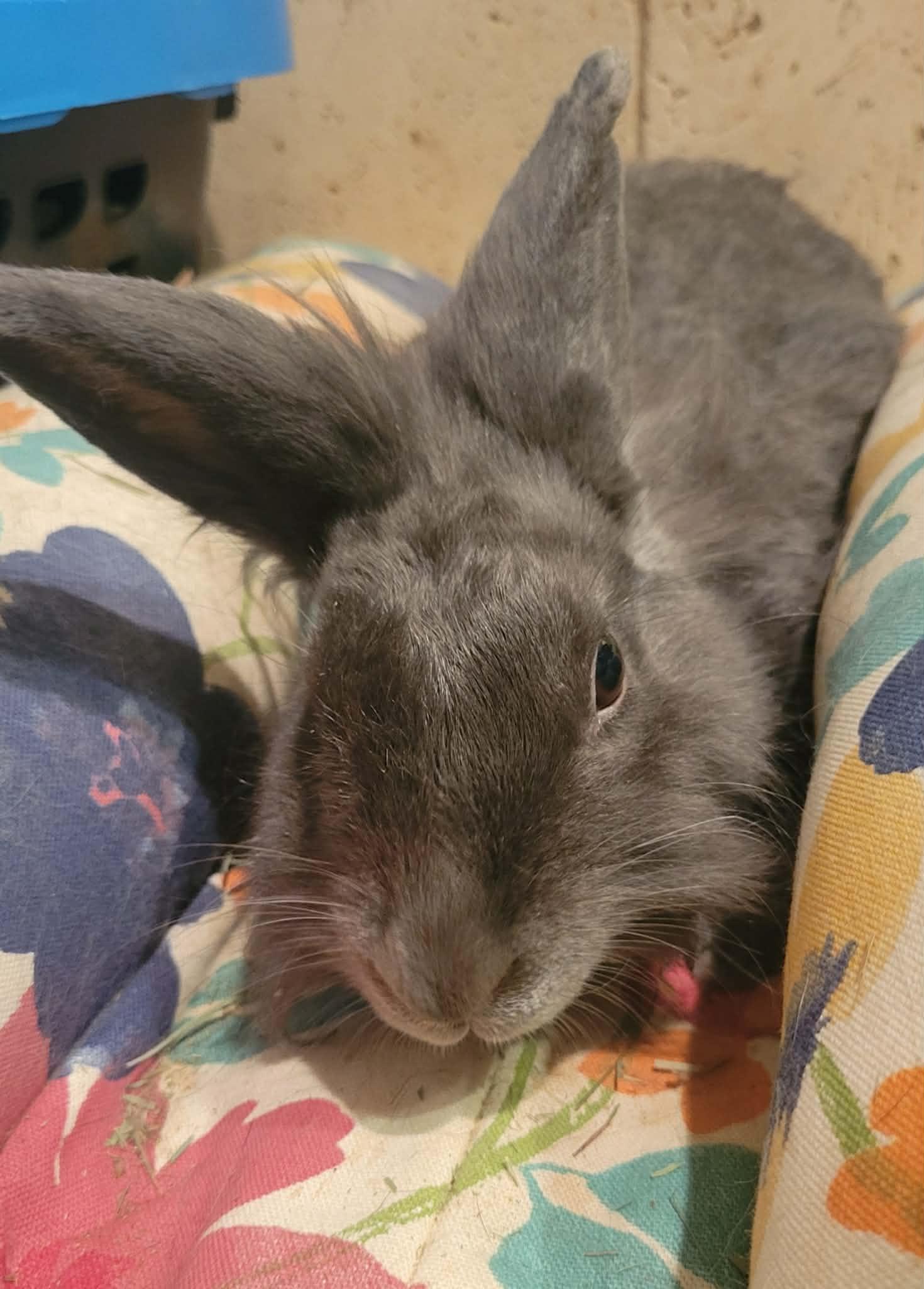 Stormy, Adoptable, Adult Female Lionhead.
