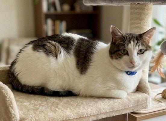 Snoopy, Adoptable, Senior Female Domestic Short Hair.