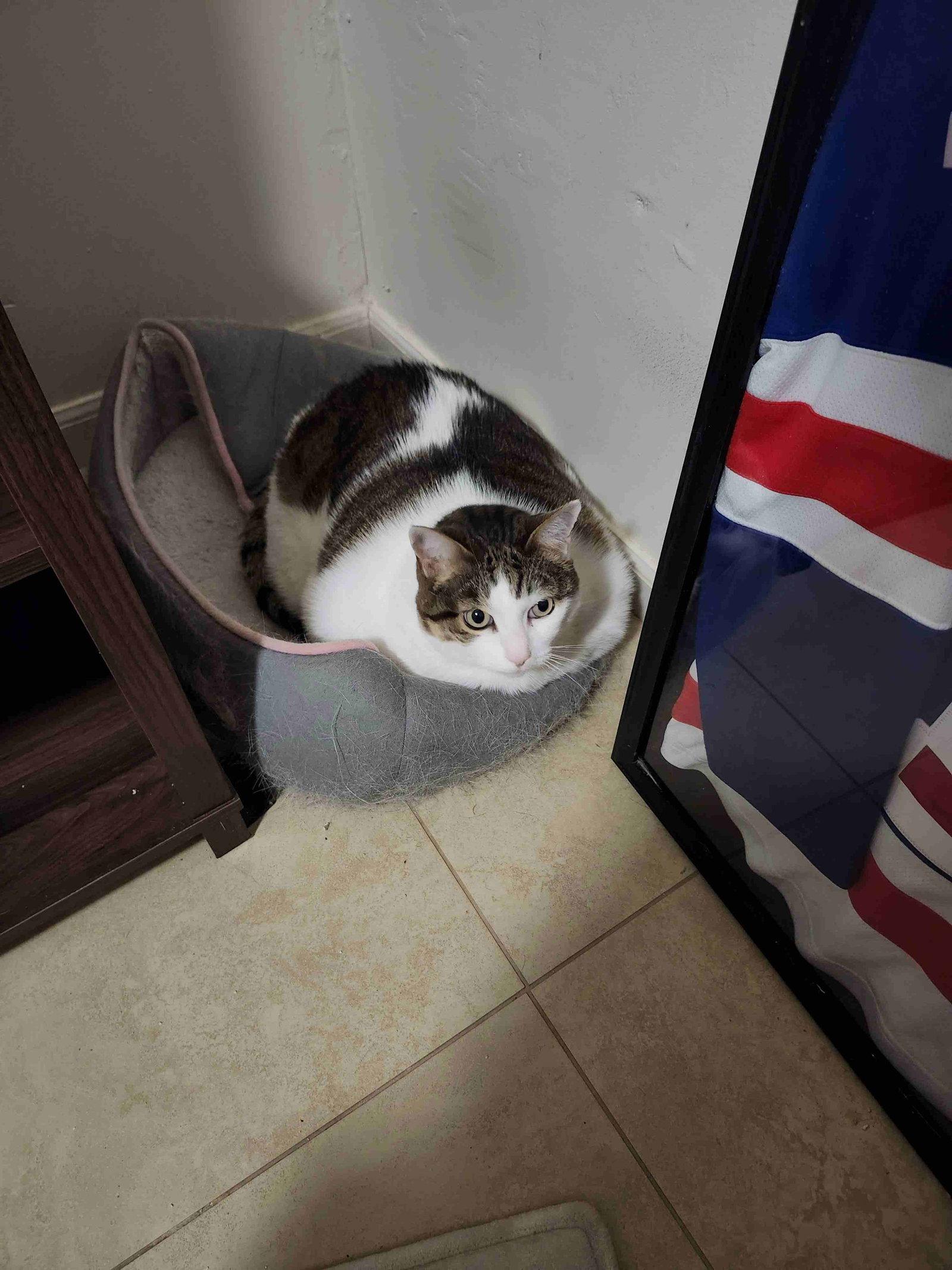 Enlarge Snoopy, a Adoptable Domestic Short Hair in Chandler, AZ image 2/3