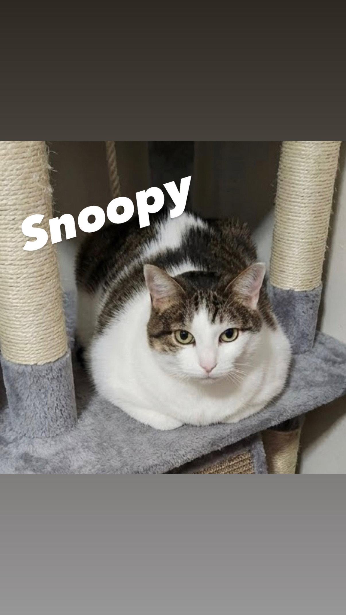 Enlarge Snoopy, a Adoptable Domestic Short Hair in Chandler, AZ image 3/3