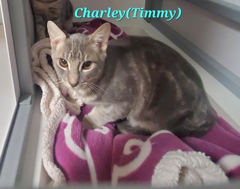 Charley (Timmy), Adoptable, Young Male Domestic Short Hair.
