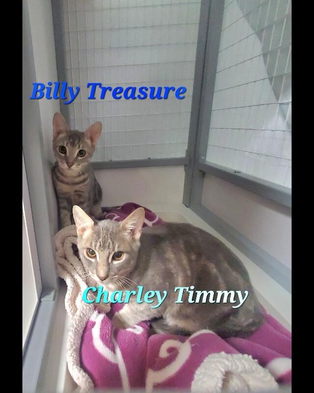 Enlarge Charley (Timmy), a Adoptable Domestic Short Hair in Diamond Springs, CA image 2/2