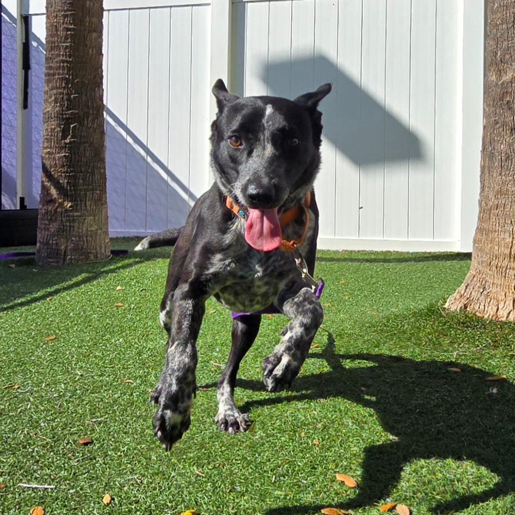 Bluey — thumbnail 2