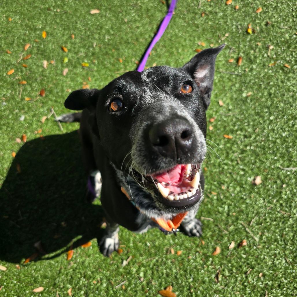 Bluey — thumbnail 3