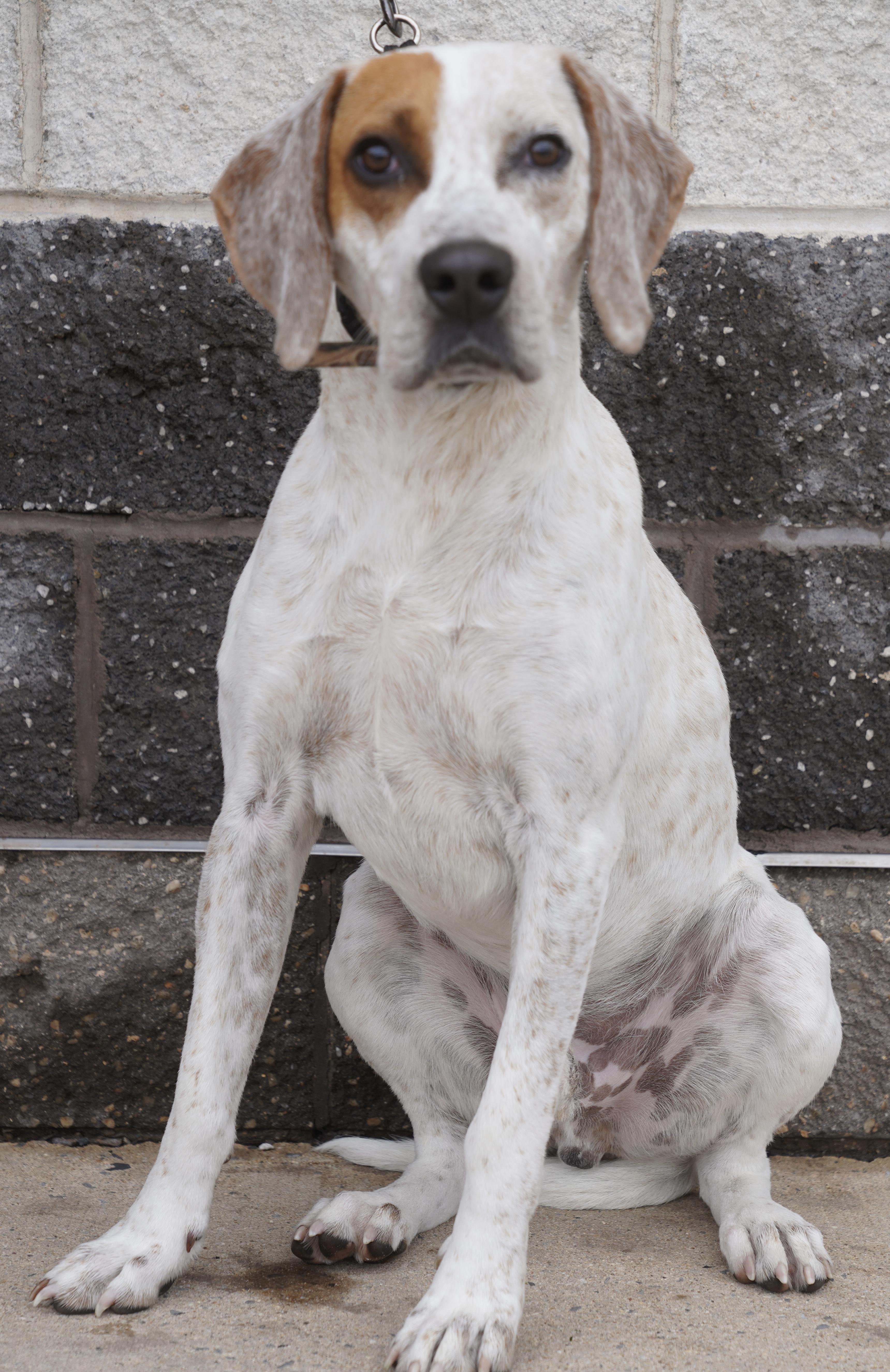 Enlarge Gibbs , a ADOPTABLE Pointer in Pottsville, PA image 6/6