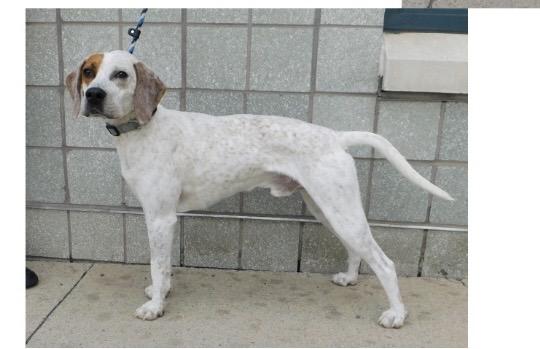 Gibbs , a ADOPTABLE Treeing Walker Coonhound in Pottsville, PA image 2/2