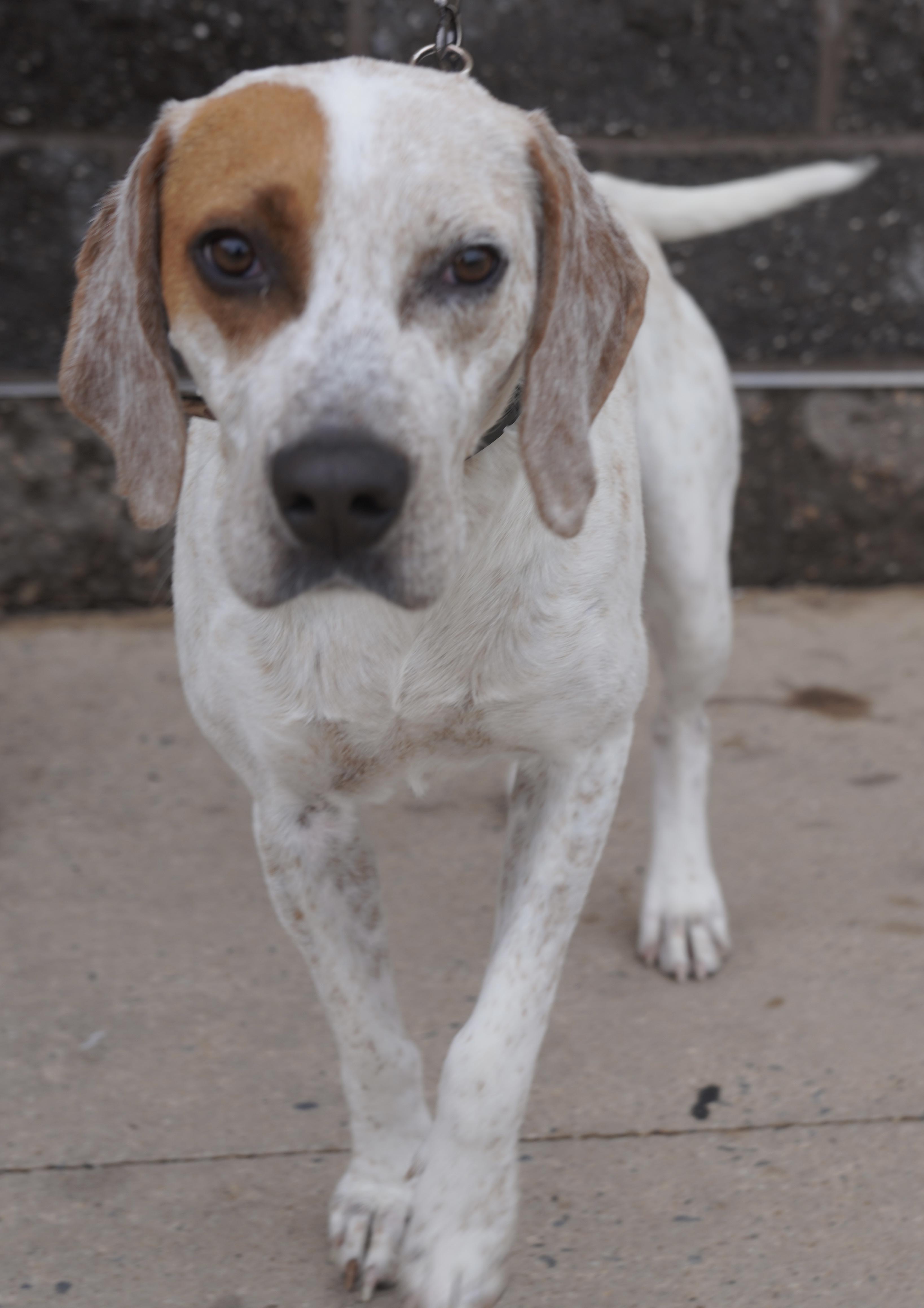 Enlarge Gibbs , a ADOPTABLE Pointer in Pottsville, PA image 4/6