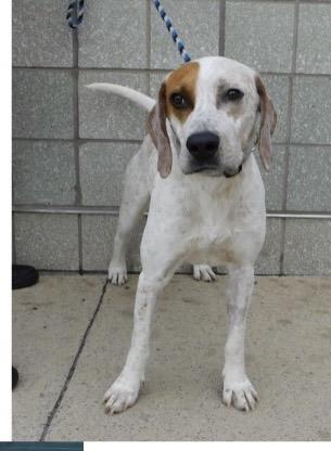 Gibbs , a ADOPTABLE Treeing Walker Coonhound in Pottsville, PA image 1/2