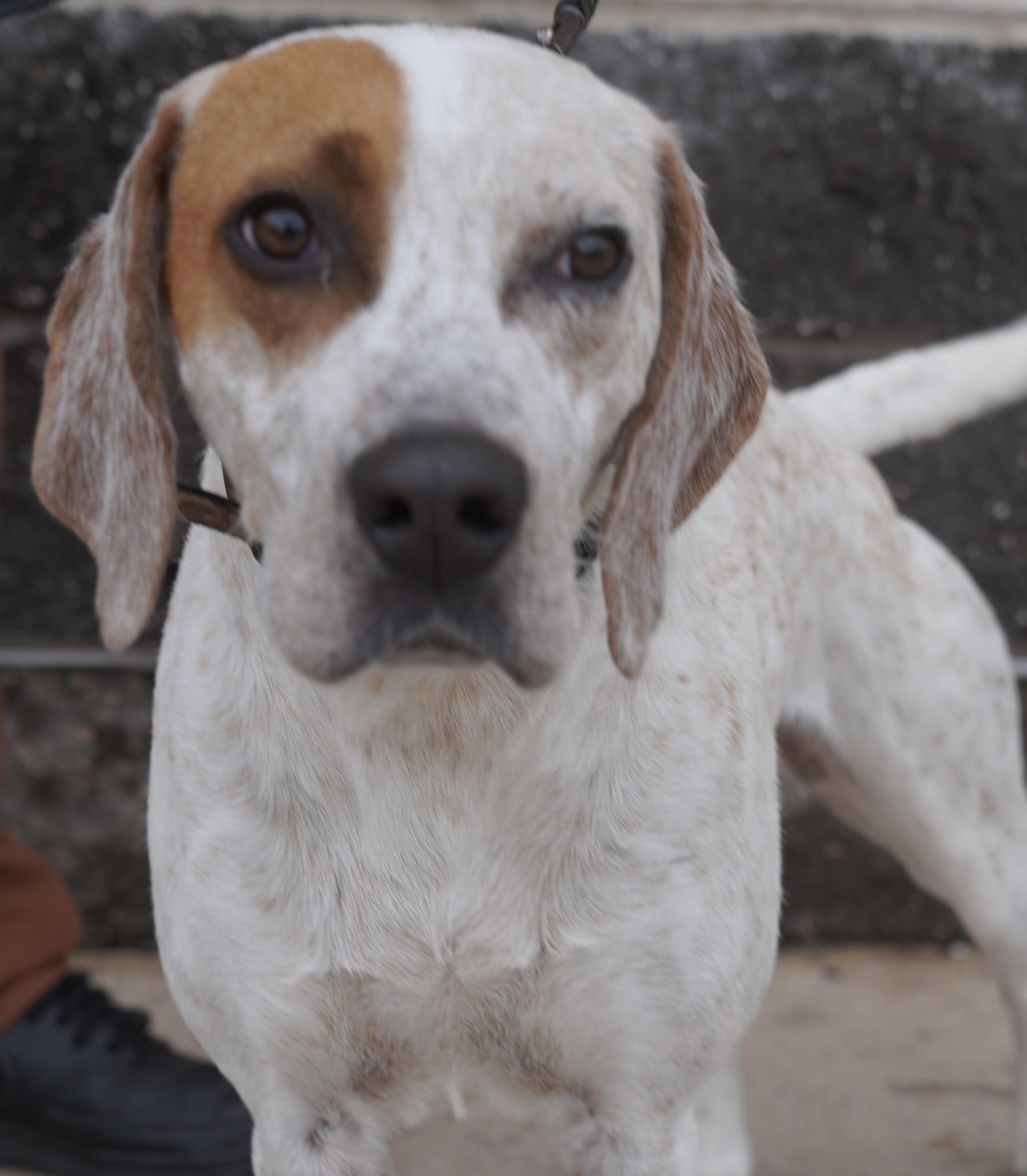 Gibbs , ADOPTABLE, Young Male Pointer.
