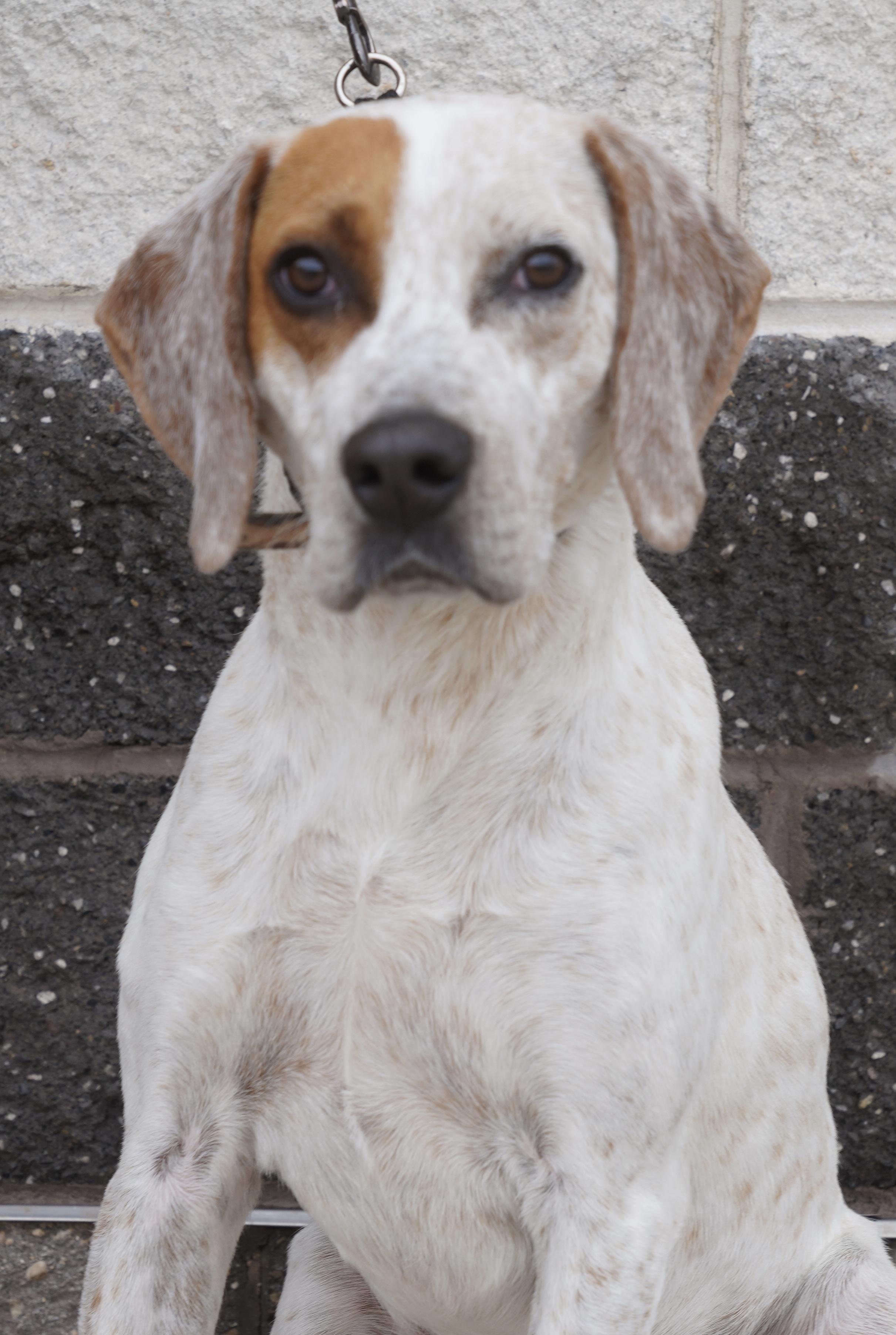 Enlarge Gibbs , a ADOPTABLE Pointer in Pottsville, PA image 5/6