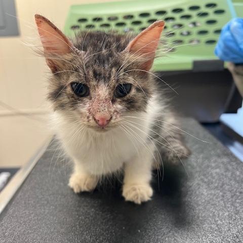 Enlarge Yakko, a Adoptable Domestic Medium Hair in Lake Panasoffkee, FL image 1/1