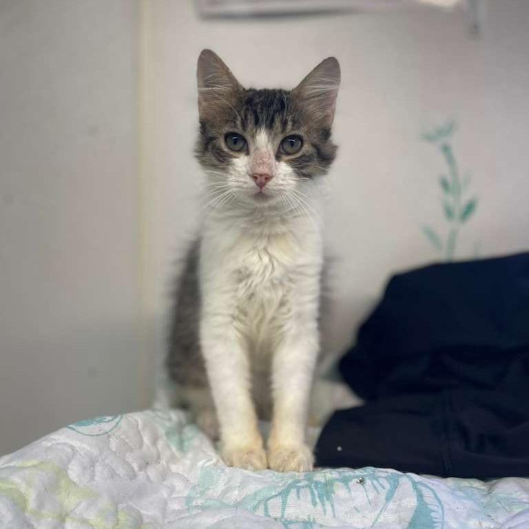 Enlarge Yakko, a Adoptable Domestic Medium Hair in Lake Panasoffkee, FL image 2/2