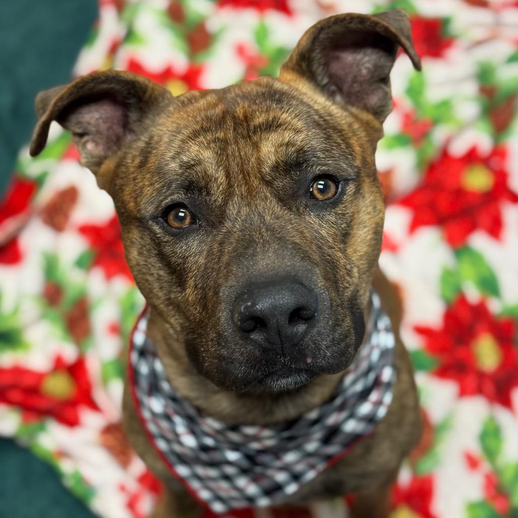 Bronson, Adoptable, Adult Male Pit Bull Terrier & Dutch Shepherd.