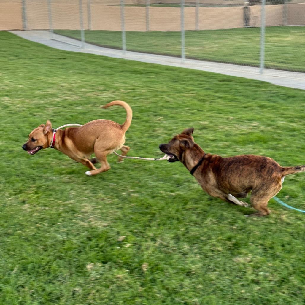 Enlarge Bronson, a Adoptable mixed breed in Santa Barbara, CA image 2/6