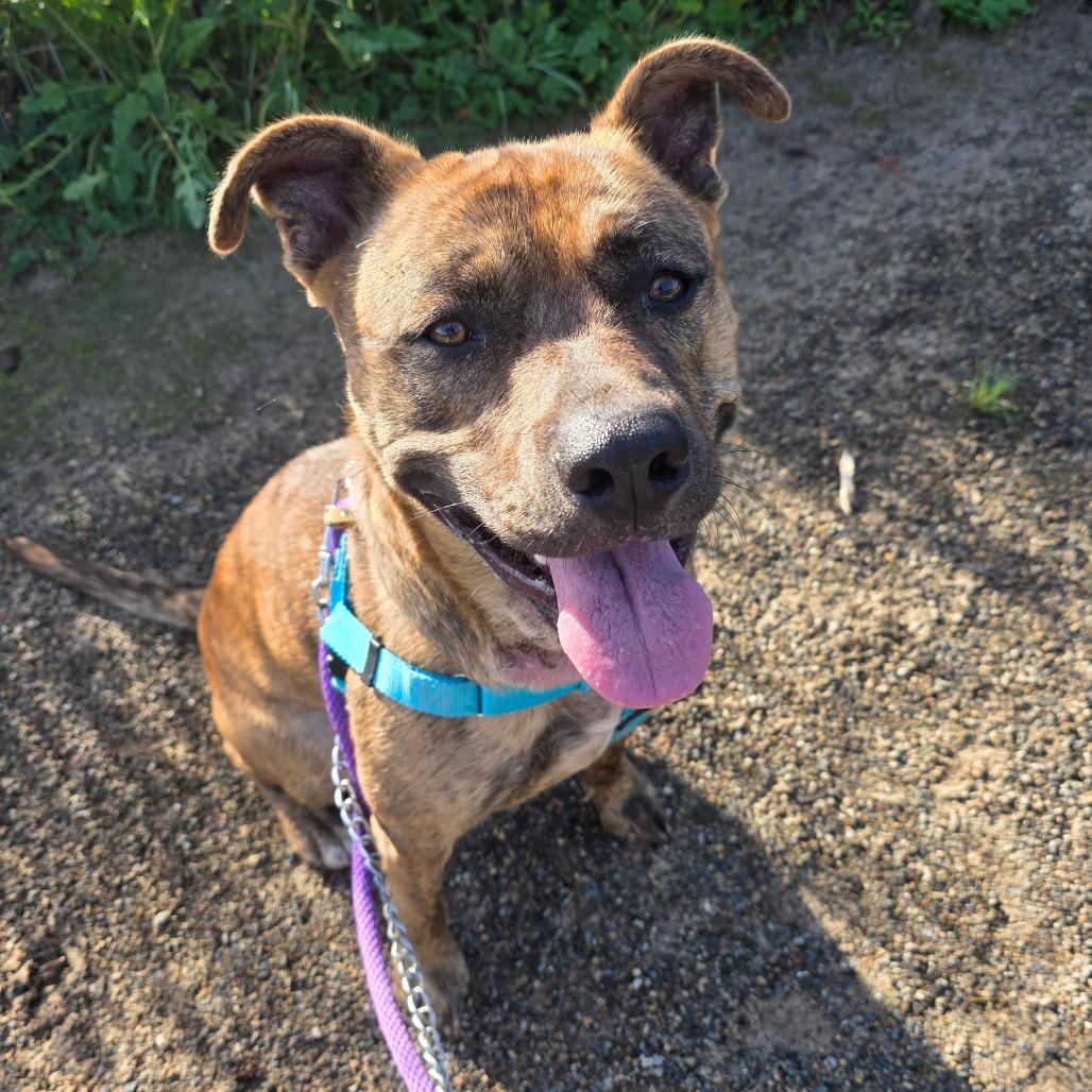 Enlarge Bronson, a Adoptable mixed breed in Santa Barbara, CA image 3/6