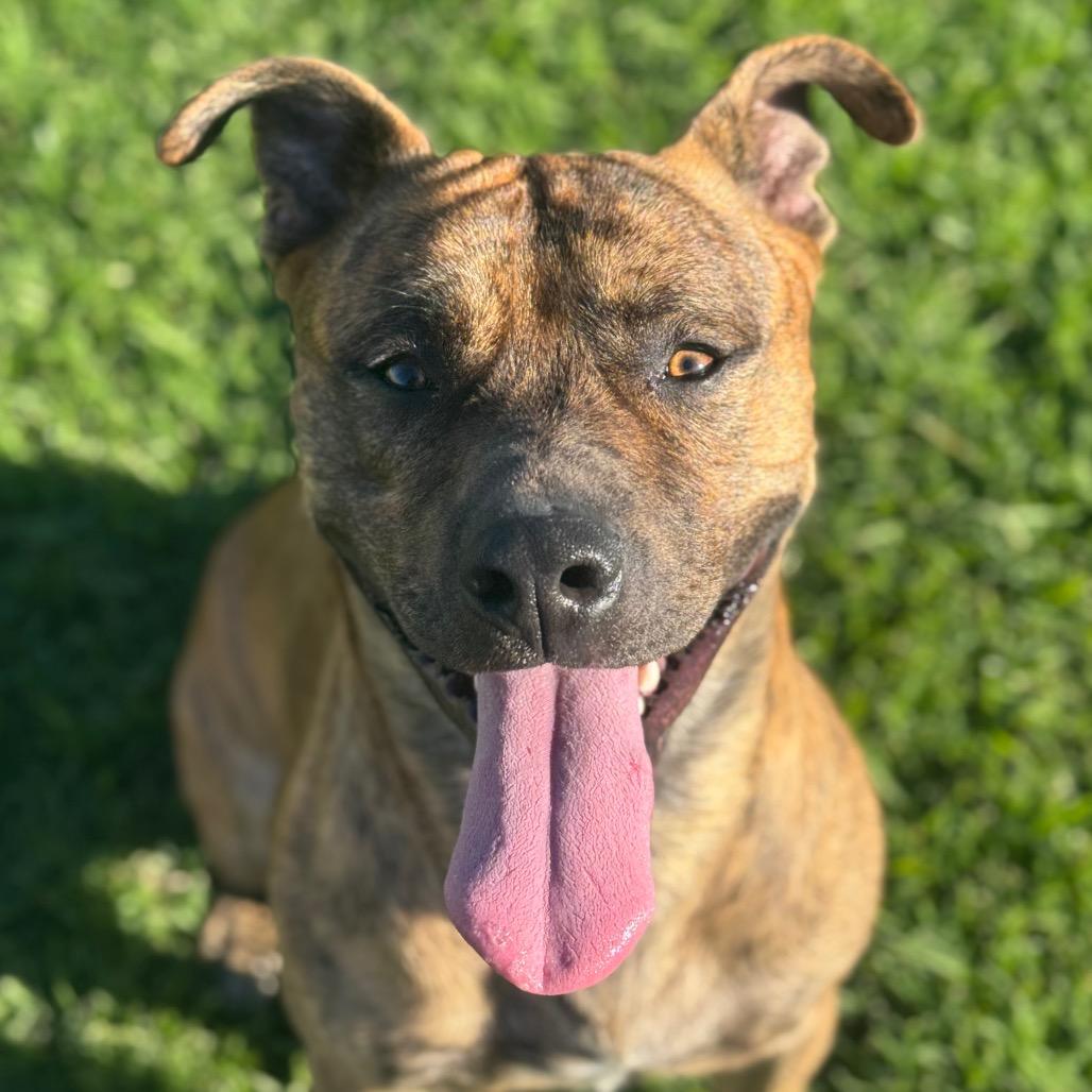 Enlarge Bronson, a Adoptable mixed breed in Santa Barbara, CA image 4/6