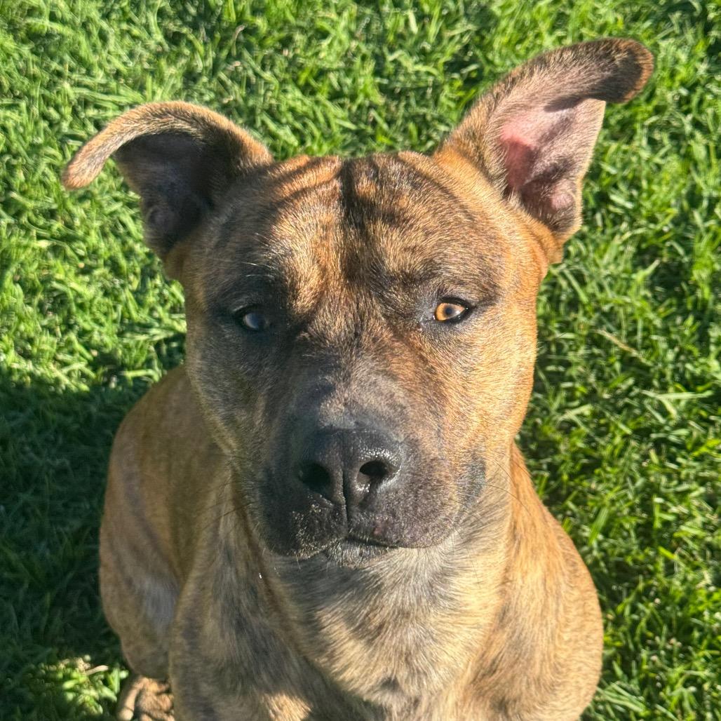 Enlarge Bronson, a Adoptable mixed breed in Santa Barbara, CA image 5/6