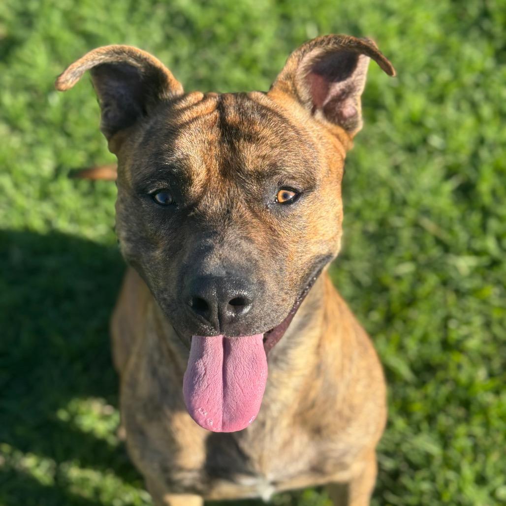 Enlarge Bronson, a Adoptable mixed breed in Santa Barbara, CA image 6/6