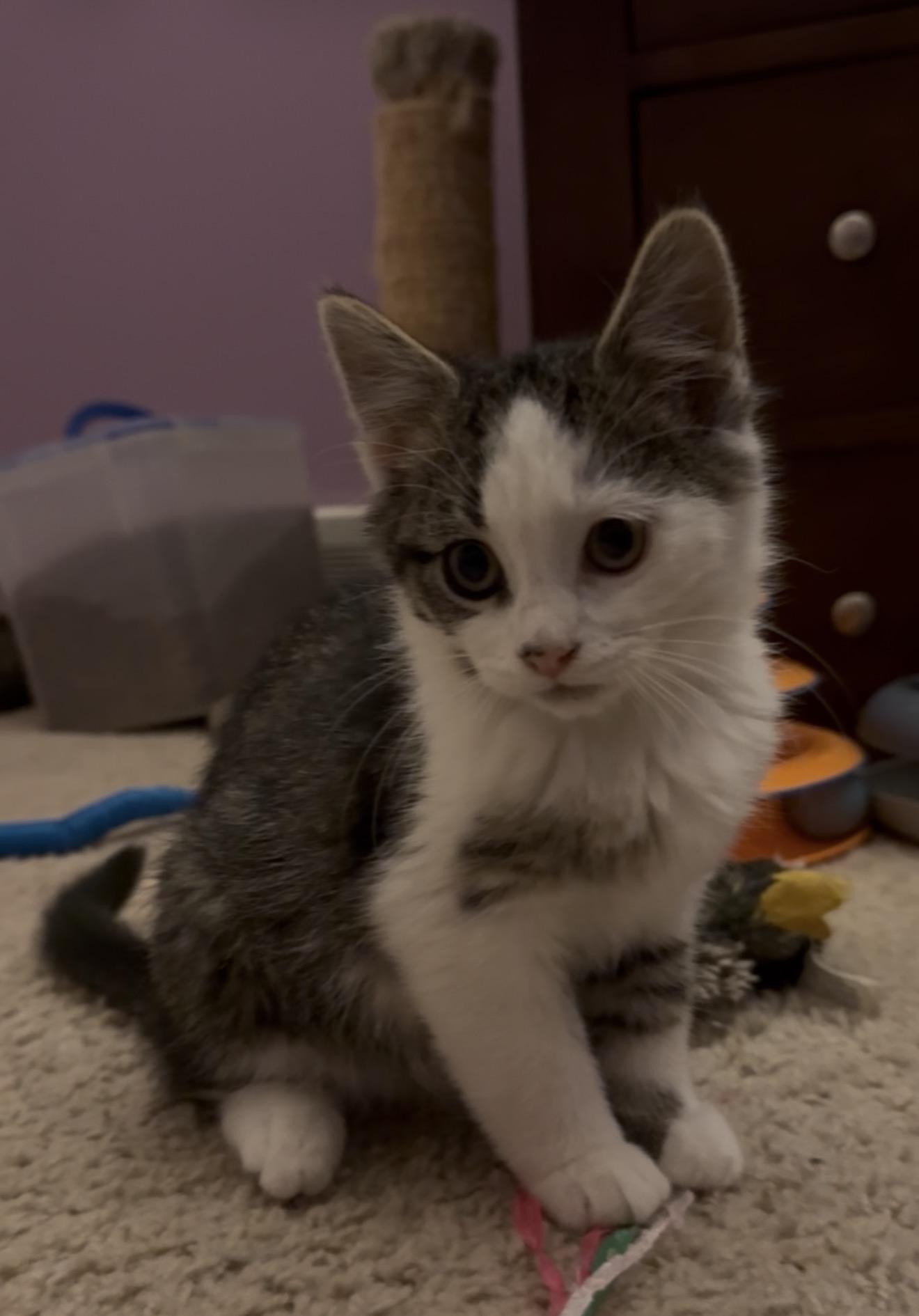 Sutton, adopted, Kitten Male Domestic Short Hair.