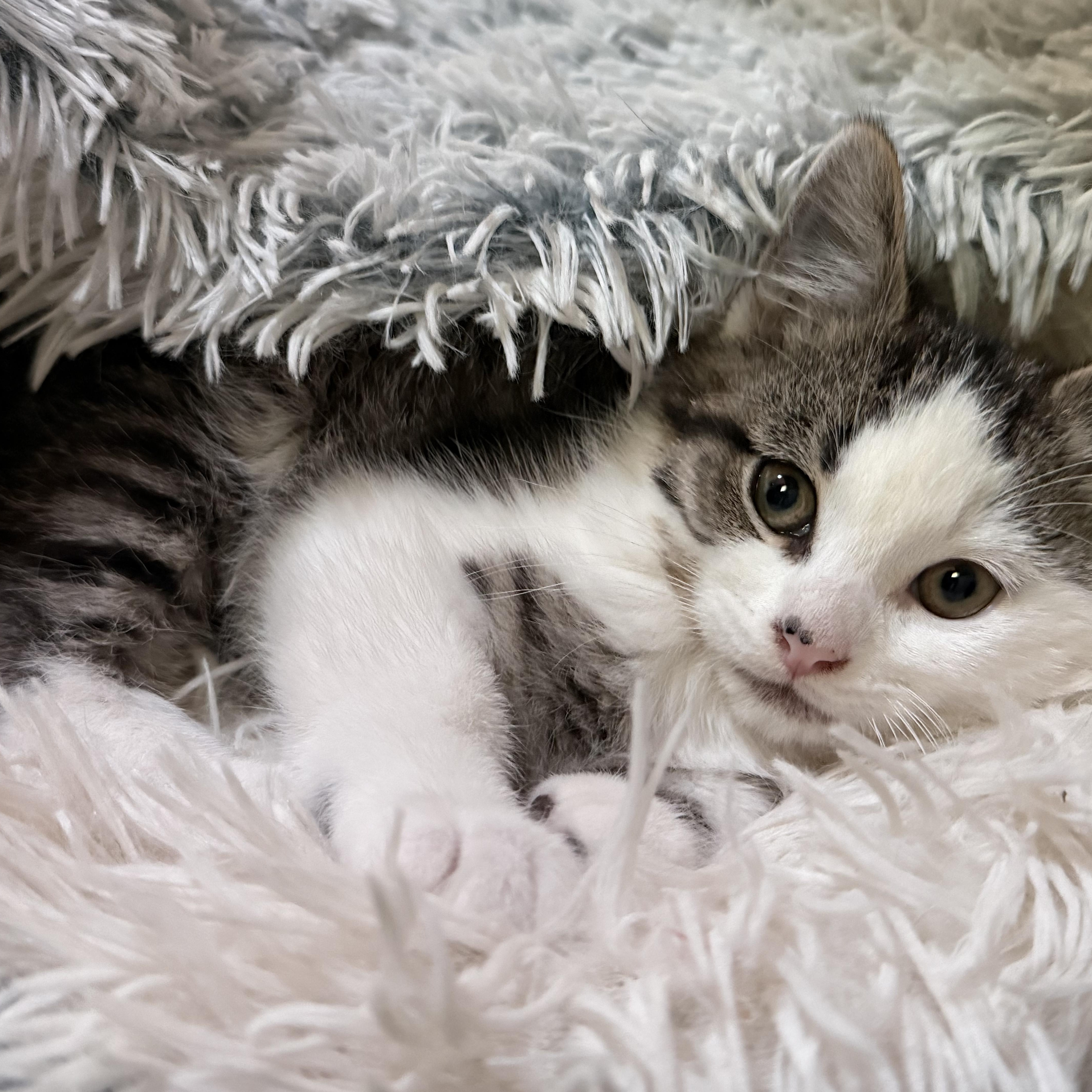 Enlarge Sutton, an adopted Domestic Short Hair in Garden City, MI image 2/4