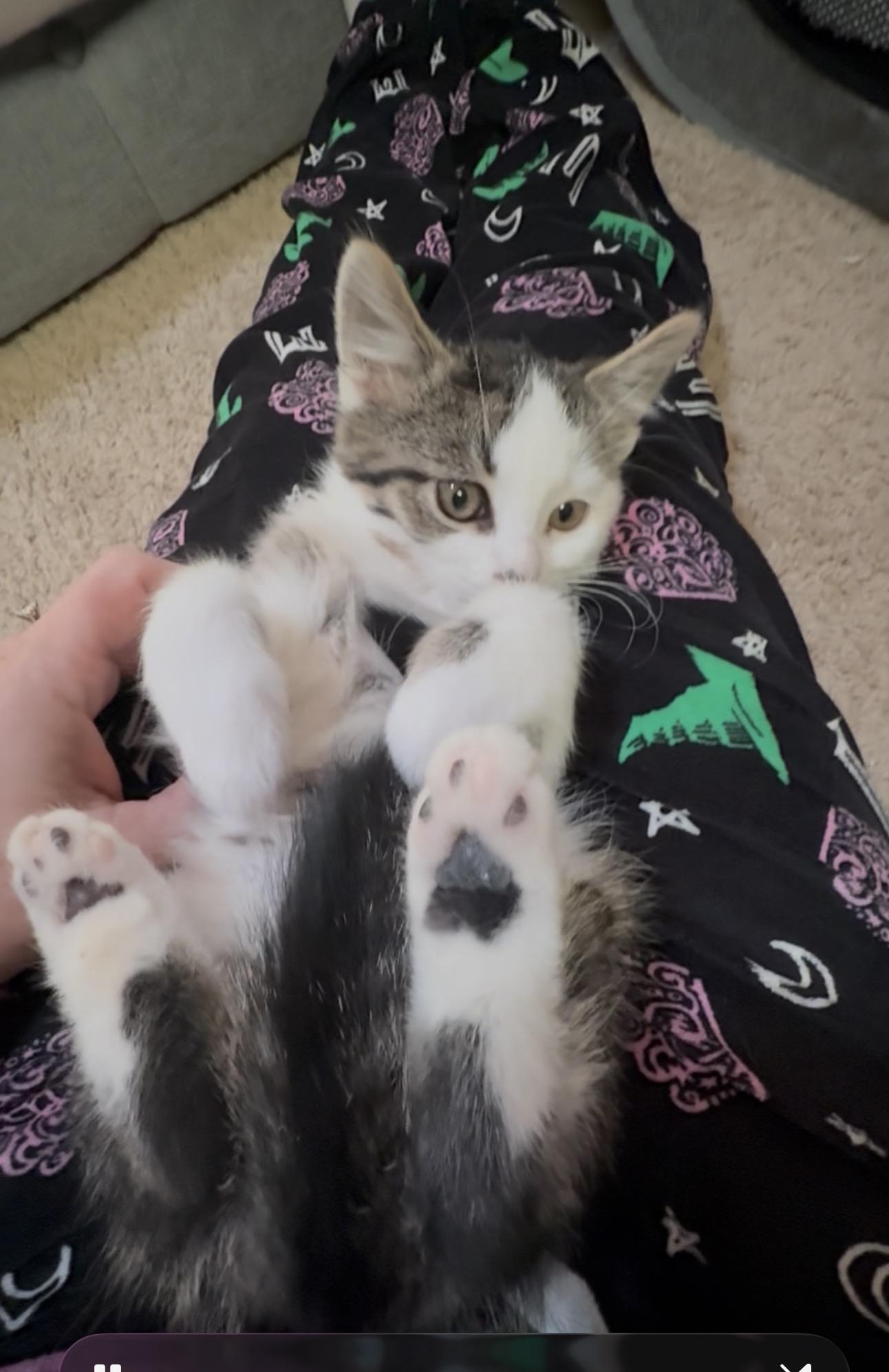 Enlarge Sutton, an adopted Domestic Short Hair in Garden City, MI image 4/4