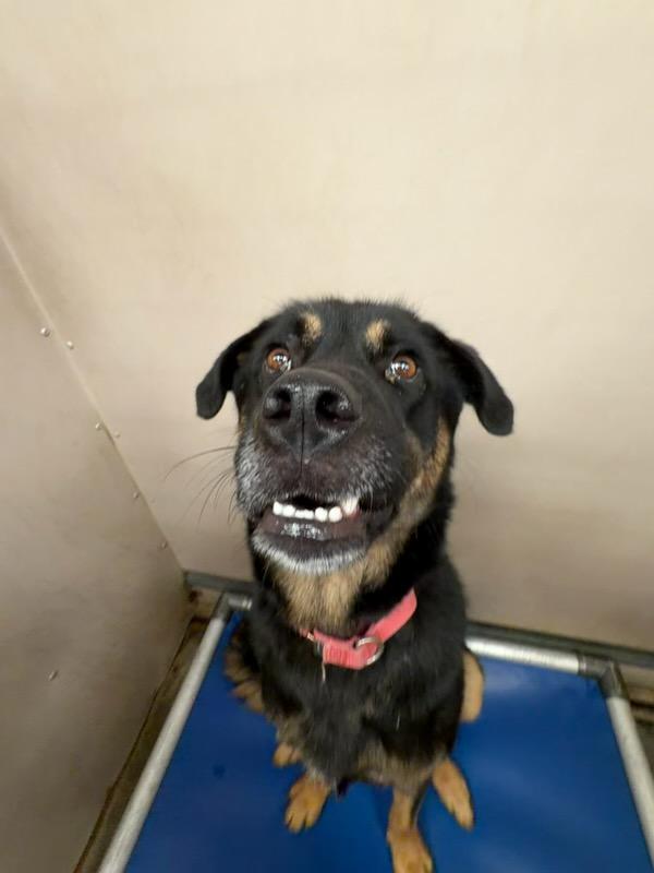 Pi, a ADOPTABLE mixed breed in Phoenix, OR image 5/6