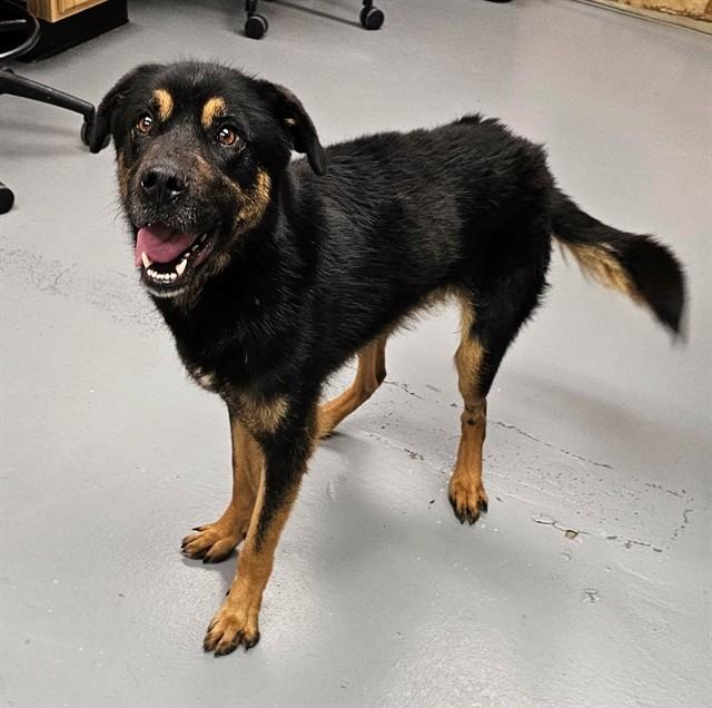 Pi, ADOPTABLE, Young Male German Shepherd Dog.