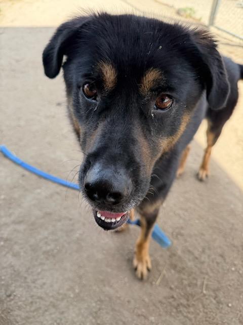 Pi, a ADOPTABLE mixed breed in Phoenix, OR image 6/6