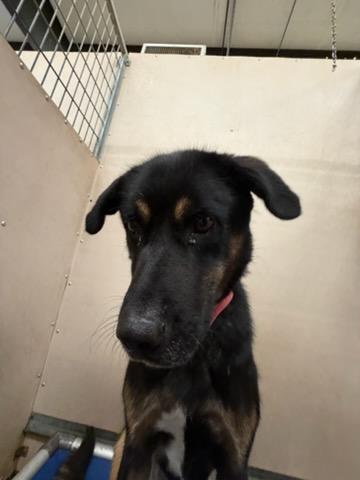 Pi, a ADOPTABLE mixed breed in Phoenix, OR image 4/6
