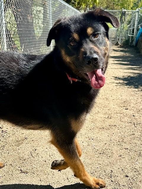 Pi, a ADOPTABLE mixed breed in Phoenix, OR image 1/6