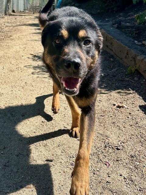 Pi, a ADOPTABLE mixed breed in Phoenix, OR image 2/6