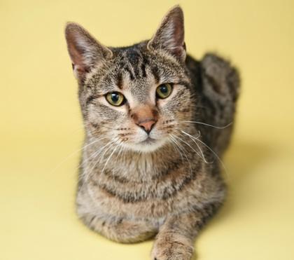 Enlarge Izzy- SPONSORED, a Adoptable mixed breed in Bowling Green, KY image 1/3